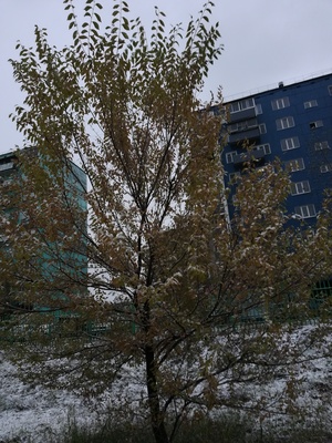 Город