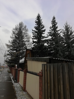 Ели