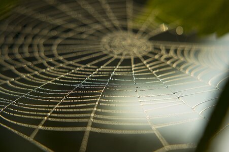 Роса на паутине